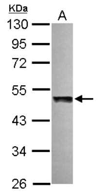 Western Blot: UBAC1 Antibody [NBP2-15153]