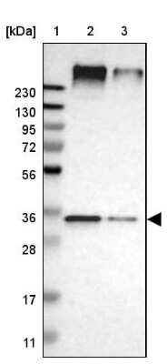 Western Blot: UBAC2 Antibody [NBP1-93893]