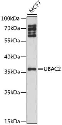 Western Blot: UBAC2 AntibodyAzide and BSA Free [NBP2-94480]