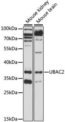 Western Blot: UBAC2 AntibodyAzide and BSA Free [NBP2-94481]