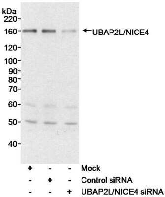 Western Blot: UBAP2L Antibody [NB100-751]