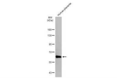 Western Blot: UBASH3B/STS1/Tula-2 Antibody [NBP1-32592]