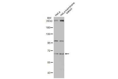 Western Blot: UBASH3B/STS1/Tula-2 Antibody [NBP1-32592]