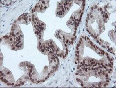 Immunohistochemistry-Paraffin: UBE2E3 Antibody (OTI7E8) [NBP2-03819]