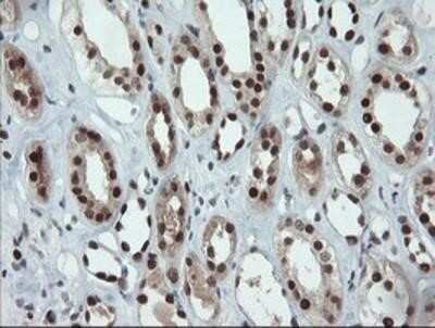 Immunohistochemistry-Paraffin: UBE2E3 Antibody (OTI7E8) [NBP2-03819]