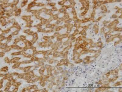 Immunohistochemistry-Paraffin: UBE2G2 Antibody (5E1) [H00007327-M01]