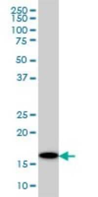 Western Blot: UBE2G2 Antibody (5E1) [H00007327-M01]