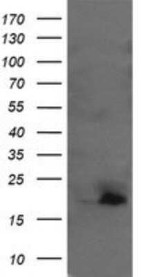 Western Blot: UBE2G2 Antibody (OTI1B10)Azide and BSA Free [NBP2-74746]