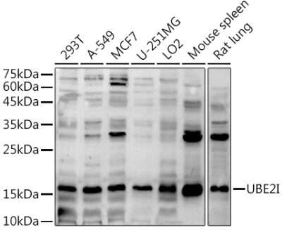 Western Blot: UBE2I/Ubc9 AntibodyBSA Free [NBP2-93799]