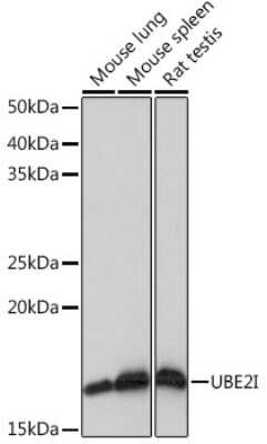 Western Blot: UBE2I/Ubc9 Antibody (6Z9V6) [NBP3-16400]