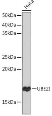 Western Blot: UBE2I/Ubc9 Antibody (6Z9V6) [NBP3-16400]
