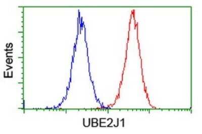 Flow Cytometry: UBE2J1 Antibody (OTI3D1) [NBP2-45402]