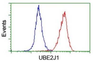 Flow Cytometry: UBE2J1 Antibody (OTI3D1) - Azide and BSA Free [NBP2-74747]