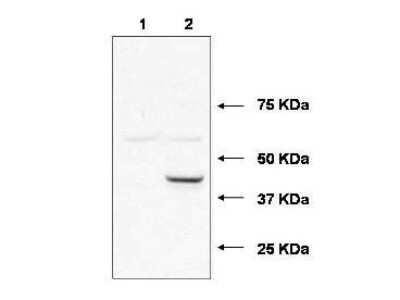 Western Blot: UBE2J1 Antibody [NBP1-78065]