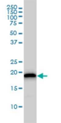 Western Blot: UBE2M/Ubc12 Antibody (3C4) [H00009040-M01]