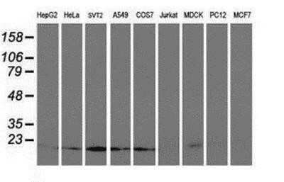 Western Blot: UBE2M/Ubc12 Antibody (OTI2D9)Azide and BSA Free [NBP2-74748]