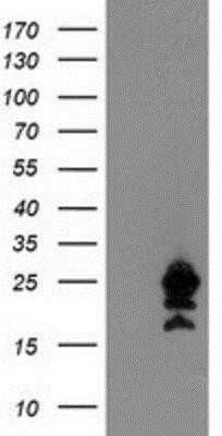 Western Blot: UBE2M/Ubc12 Antibody (OTI2D9)Azide and BSA Free [NBP2-74748]