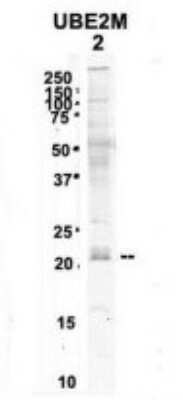 Western Blot: UBE2M/Ubc12 Antibody [NBP1-55035]