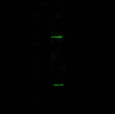 Western Blot: UBE2M/Ubc12 Antibody [NBP2-98834]