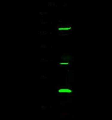 Western Blot: UBE2M/Ubc12 Antibody [NBP3-00093]