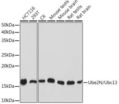 Western Blot: UBE2N/Ubc13 Antibody (10O9Z5) [NBP3-16793]