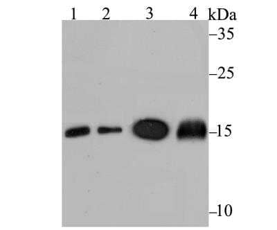 Western Blot: UBE2N/Ubc13 Antibody (JG38-68) [NBP2-76876]