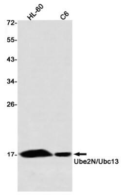 Western Blot: UBE2N/Ubc13 Antibody (S05-5B0) [NBP3-20010]