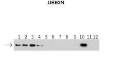 Western Blot: UBE2N/Ubc13 Antibody [NBP1-55027]