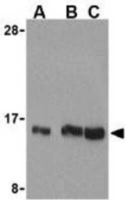 Western Blot: UBE2N/Ubc13 AntibodyBSA Free [NBP1-76593]