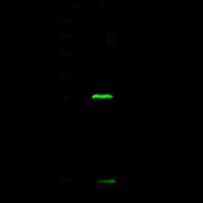 Western Blot: UBE2N/Ubc13 Antibody [NBP2-98828]