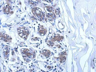 Immunohistochemistry-Paraffin: UBE2O Antibody [NBP2-20787]