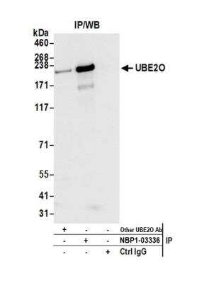 Immunoprecipitation: UBE2O Antibody [NBP1-03336]