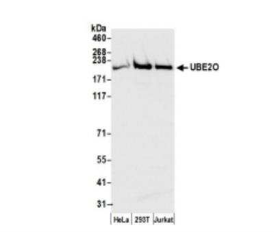 Western Blot: UBE2O Antibody [NBP1-03336]