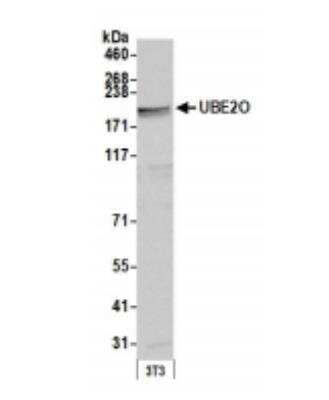 Western Blot: UBE2O Antibody [NBP1-03336]