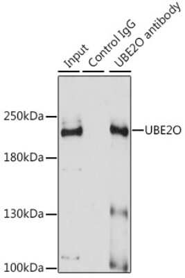 Western Blot: UBE2O AntibodyBSA Free [NBP3-03216]
