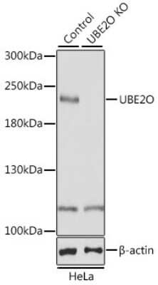 Western Blot: UBE2O AntibodyBSA Free [NBP3-03216]