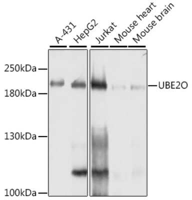 Western Blot: UBE2O AntibodyBSA Free [NBP3-03216]