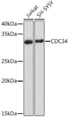 Western Blot: UBE2R1/CDC34 Antibody (1P10A8) [NBP3-16882]