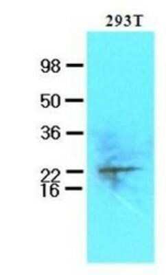 Western Blot: UBE2S Antibody (2C12)BSA Free [NBP1-41126]