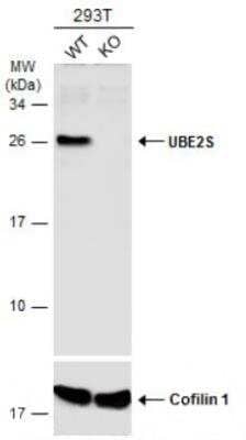 Western Blot: UBE2S Antibody [NBP2-20788]