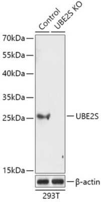 Western Blot: UBE2S AntibodyAzide and BSA Free [NBP3-03370]