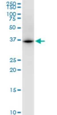 Western Blot: UBE2Z Antibody (4B1) [H00065264-M01]