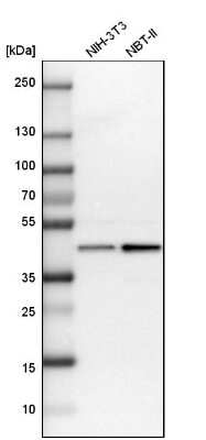 Western Blot: UBE2Z Antibody [NBP1-82245]