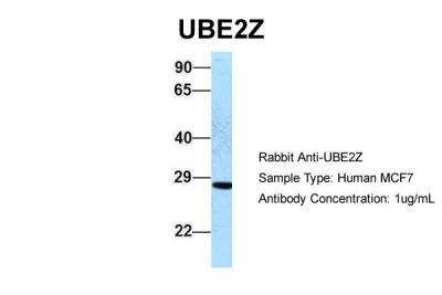 Western Blot: UBE2Z Antibody [NBP2-88536]