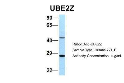 Western Blot: UBE2Z Antibody [NBP2-88536]