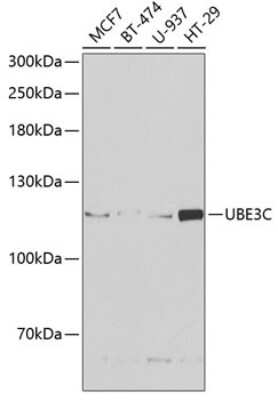 Western Blot: UBE3C AntibodyBSA Free [NBP2-94023]