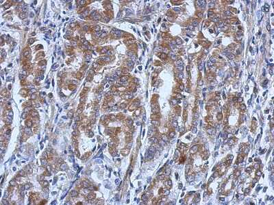 Immunohistochemistry-Paraffin: UBE4A Antibody [NBP2-20791]