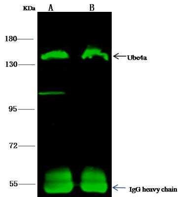 Immunoprecipitation: UBE4A Antibody [NBP2-98836]