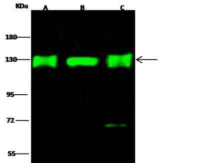 Western Blot: UBE4A Antibody [NBP2-98836]