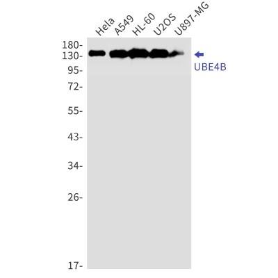 Western Blot: UBE4B Antibody (S04-6C6) [NBP3-19924]